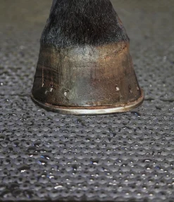 Clearance Tapis d'écurie Équipement Pour Le Box