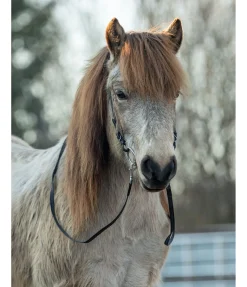 Online Têtière Gola Muserolle Française & Combinée